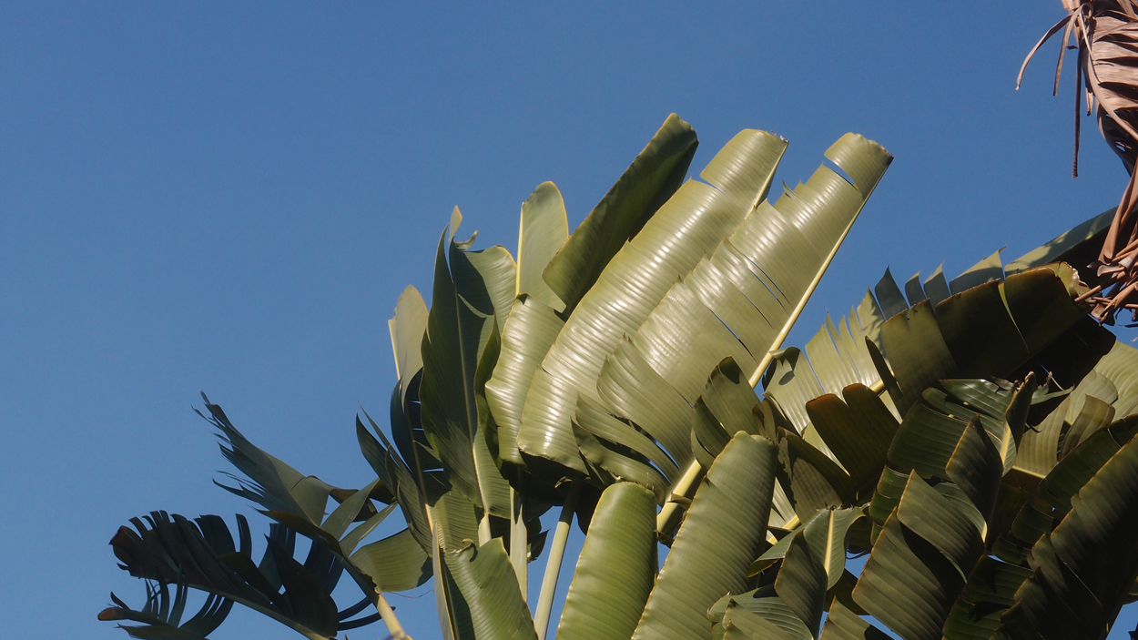 2016-02-14 Tambores de Olokum (Video)